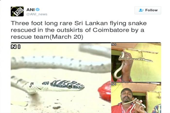 flying snak