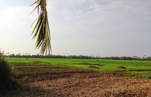 Kerala Paddy fields_EMBED 1