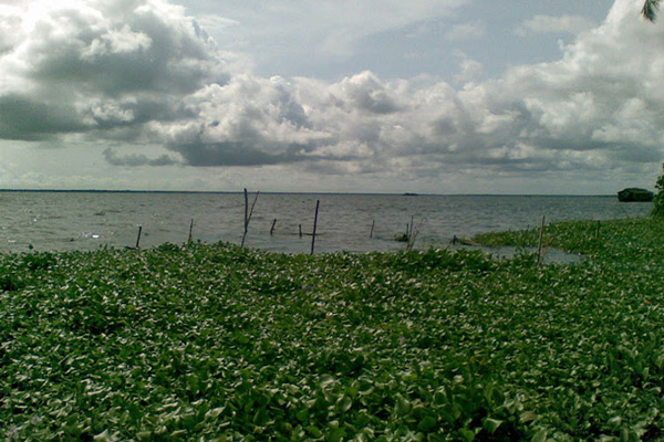 Kerala Paddy fields_EMBED 2