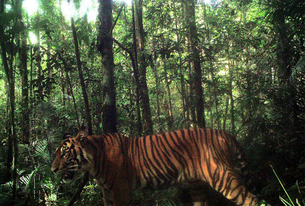Tiger research_EMBED