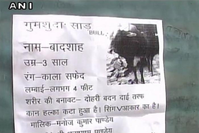 varanasi-bull