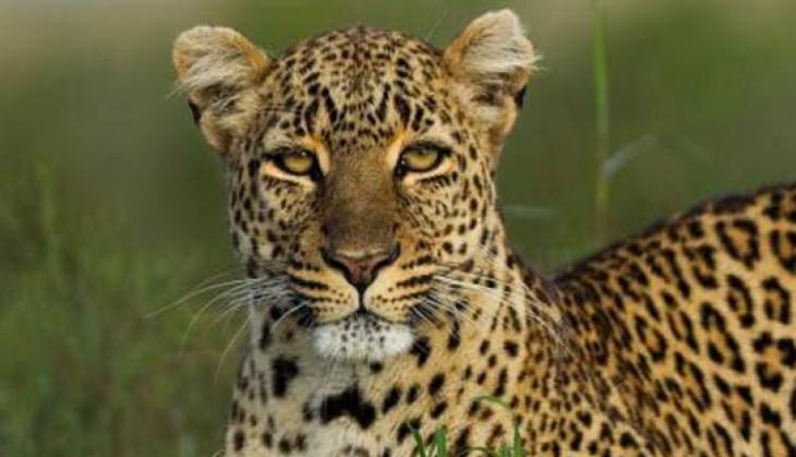 Image result for Leopard Enters Couple’s Hotel Room in inndia