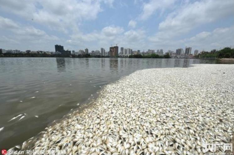 dead fish in lake of china.jpg