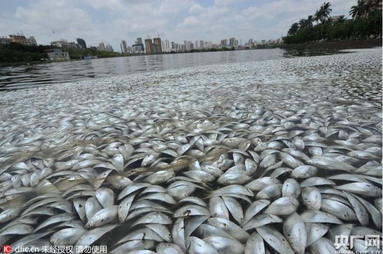 dead fish in lake of china.jpg