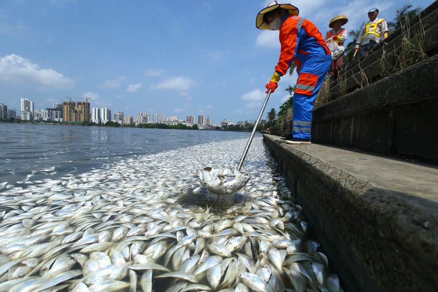 dead fish in lake of china.jpg