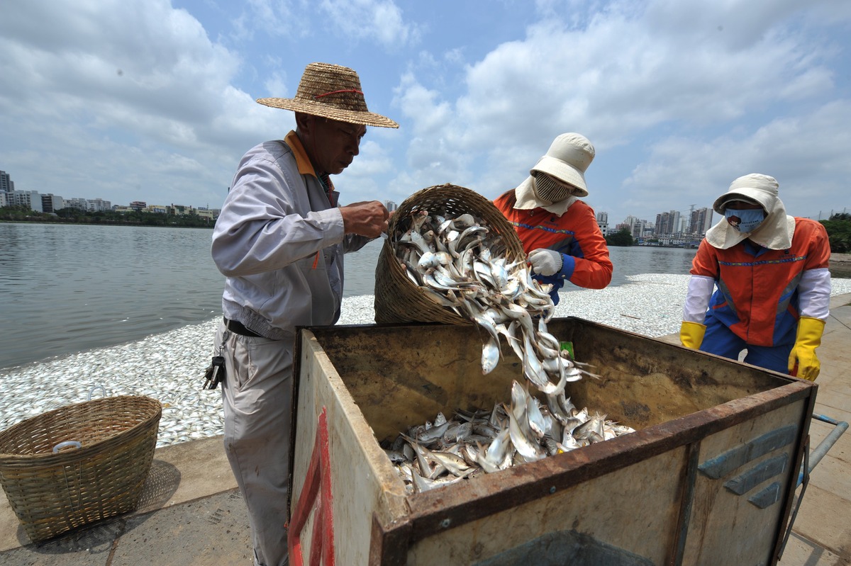 dead fish in lake of china.jpg