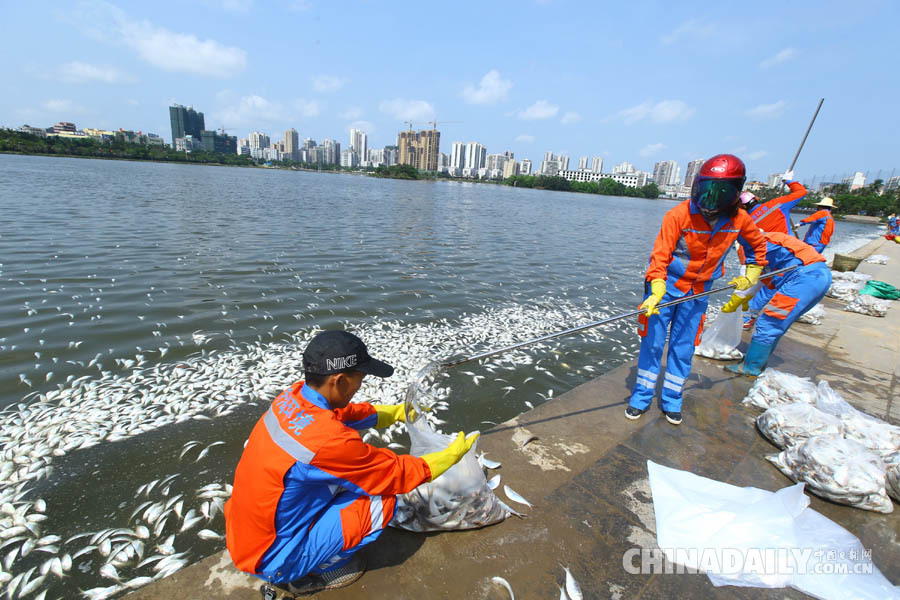dead fish in lake of china.jpg