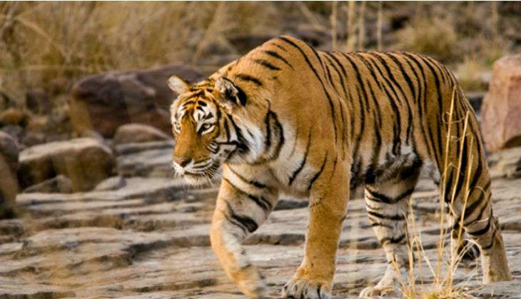 Ranthambore's reigning star of 19 yrs Machli dead