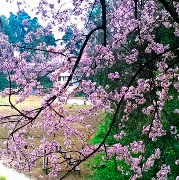 In photos India's First Cherry Blossom Festival catchnews