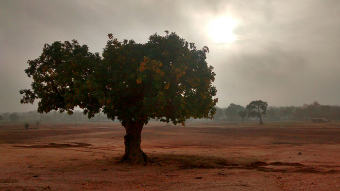 How many trees shall we fell before they are all gone? 