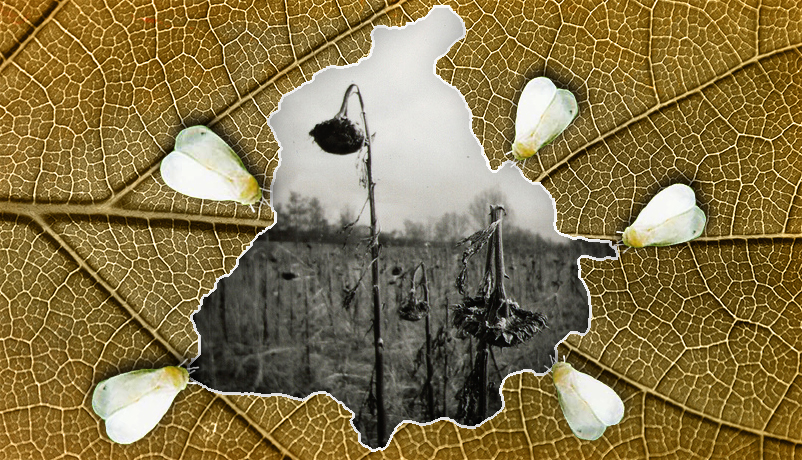 Cotton farmer suicides: Punjab has been here before and not learnt  