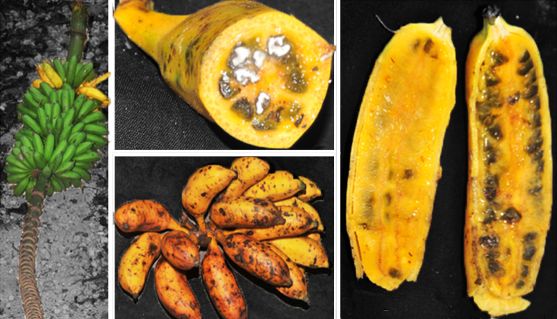 Feast on the sweetest banana, courtesy the Little Andaman  