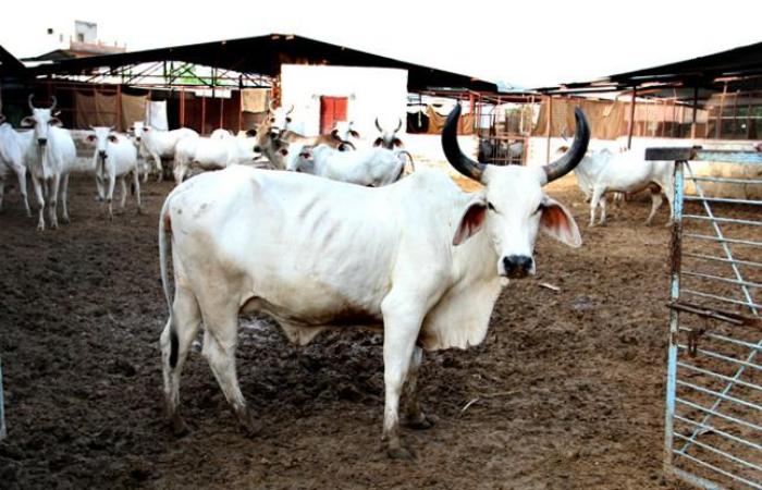 'Cow smuggler' shot dead by Haryana police in encounter 