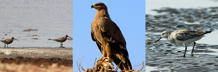 One in every five new endangered bird species in the world is Indian 