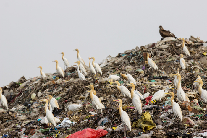In the red: 5 reasons why India is the most dangerous place for birds 
