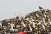 In the red: 5 reasons why India is the most dangerous place for birds 