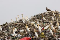 In the red: 5 reasons why India is the most dangerous place for birds 