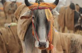 Prez Pranab Mukherjee gives assent to Haryana's cow protection bill 