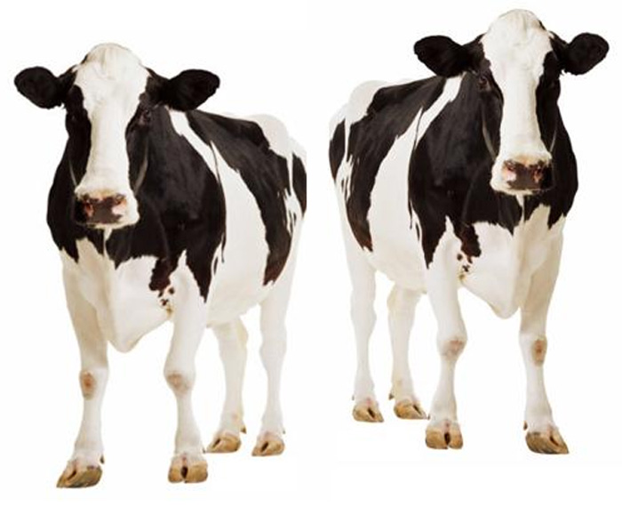 China's the new Hindu Nation: they're factory-making 1 million cows a year 
