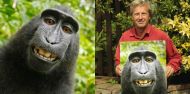 You may own your selfies.This macaque doesn't  