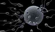 OMG! NASA has sent human and animal sperms to space to check if conceiving is possible in zero gravity