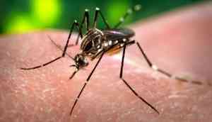 Beware! Zika virus spreads across Rajasthan as 18 new cases reported in Jaipur; toll reaches 51