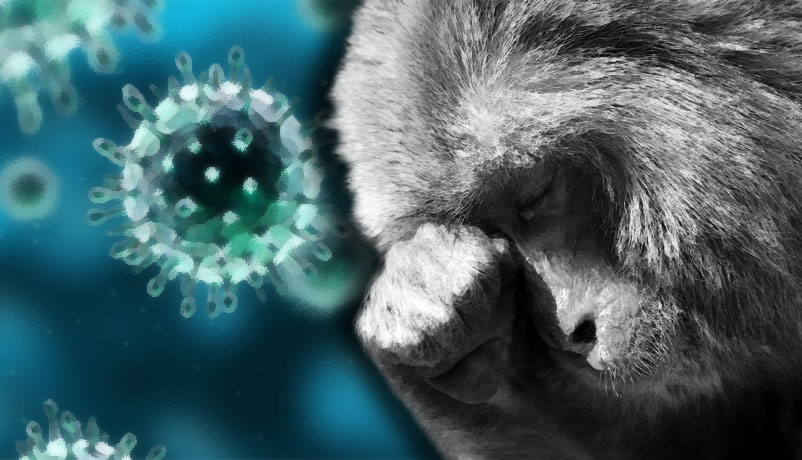 Tick-tok: monkey fever is claiming lives & the vaccine is unable to contain it  