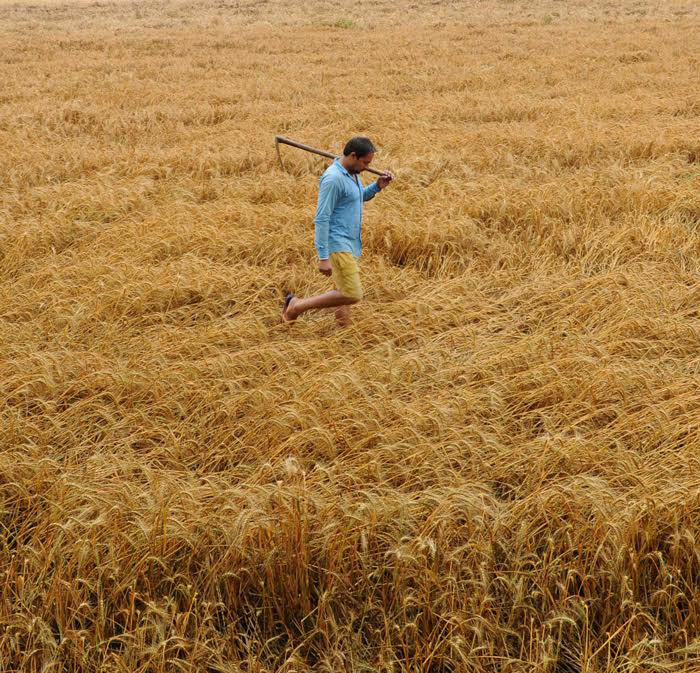 As we debated nationalism, our Rabi crop fell flat 