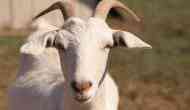 Death of Humanity! Pregnant goat abducted and allegedly gang-raped by 8 men in Haryana's Mewat; dies from sexual assault
