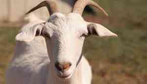 animal rape in haryana