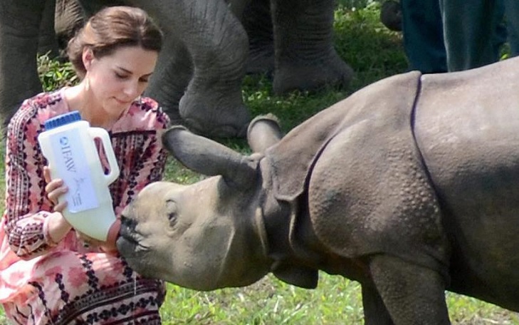 Another rhino killed in Kaziranga park hours after Will-Kate visit 