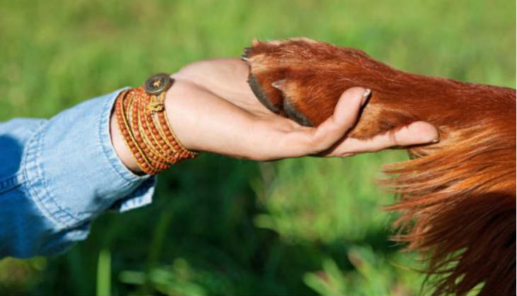 animal