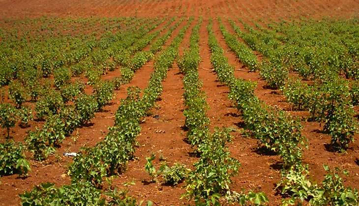Draft forest policy promotes controversial industrial tree plantations 