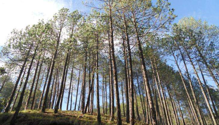 Environment ministry disowns draft forest policy uploaded last week 