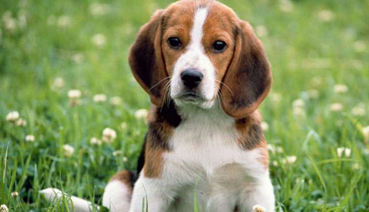 Have a pet? Learn how to keep them safe on Diwali  