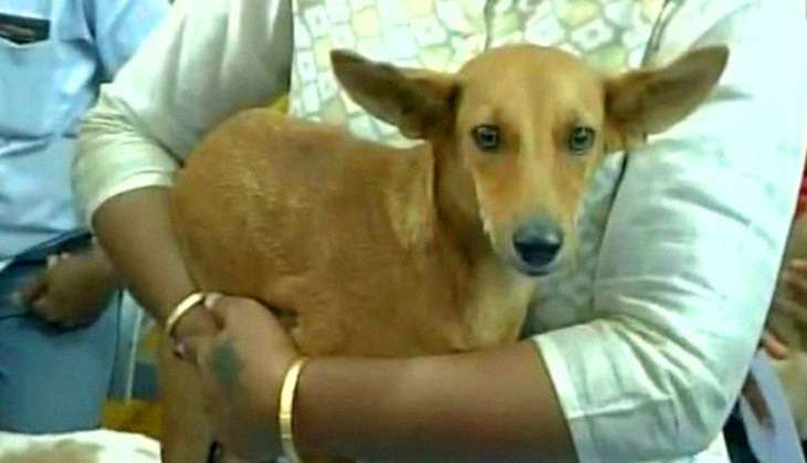 Video shows Hyderabad boys setting puppies on fire 