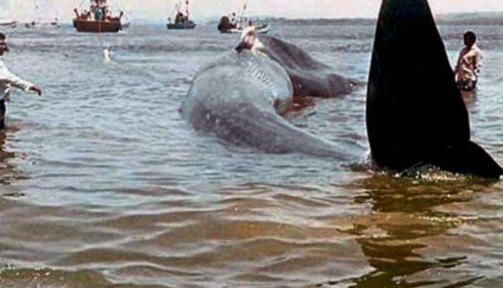 Watch: Mammoth 47-feet-long Blue Whale stranded at Maharashtra beach; rescued by locals 