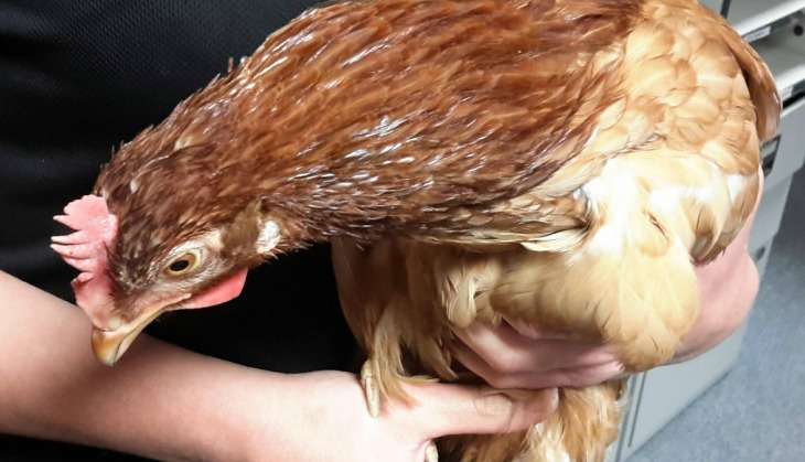 Today in say-what: Chicken crosses road during rush hour, taken into custody 