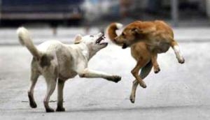 Shocking! Dogs fed on man's unattended body left outside Morgue in Uttar Pradesh's Aligarh; video goes viral