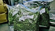 With increased US sales, marijuana business to go global 