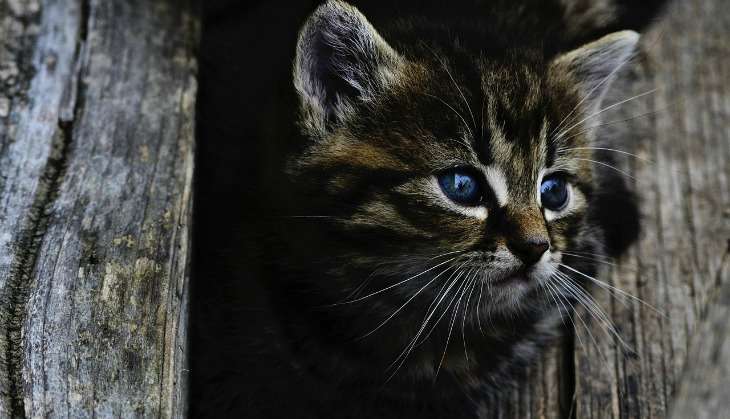 Pakistani vet sued for Rs 2.5 crore for having allegedly causing death of 2-month-old kitten 