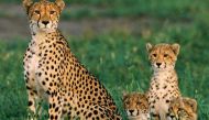 Cheetahs heading to extinction as global population crashes 