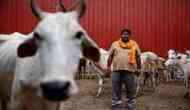Madhya Pradesh: Shocking! Muslim man beaten to death in Satna by mob over suspicion of cow slaughter; four held