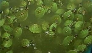 UP: One arrested in connection with 190 seized turtles