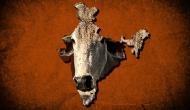 Bovine intervention: VHP to push for a cow ministry at the Centre