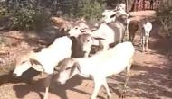 Maharashtra: Several cows electrocuted,BJP leader threatens to attack electricity board's office