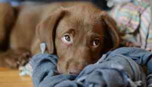 Salute! Pet dog rescued 14-year-old girl being raped by two men in Madhya Pradesh's Sagar; arrested