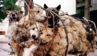Horrific footage from Vietnamese meat market shows dogs being caged, boiled alive and eaten; Watch inside