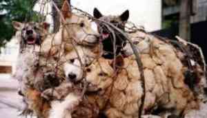 Horrific footage from Vietnamese meat market shows dogs being caged, boiled alive and eaten; Watch inside