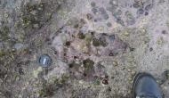 After Sauropoda dinosaur, flesh-eating dinosaur found in Scotland's Isle of Skye